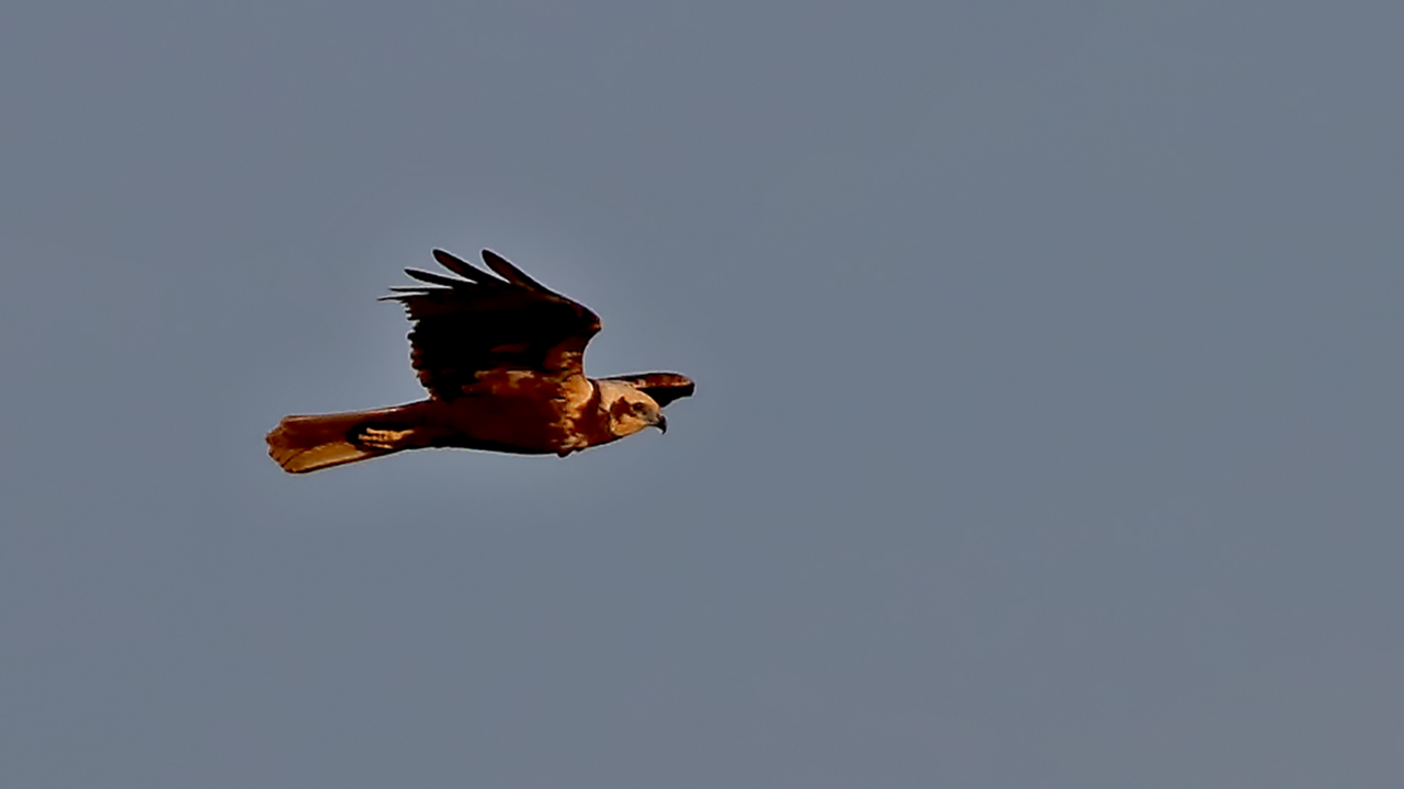 Eurasian Marsh-Harrier